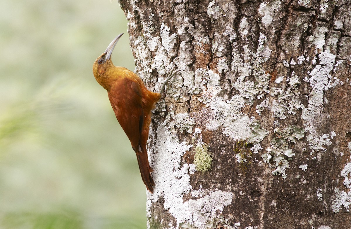 Great Rufous Woodcreeper - ML634620067