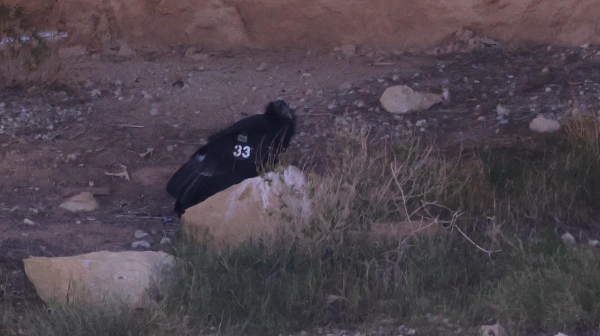 California Condor - ML634620073