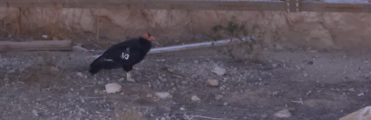 California Condor - ML634620105
