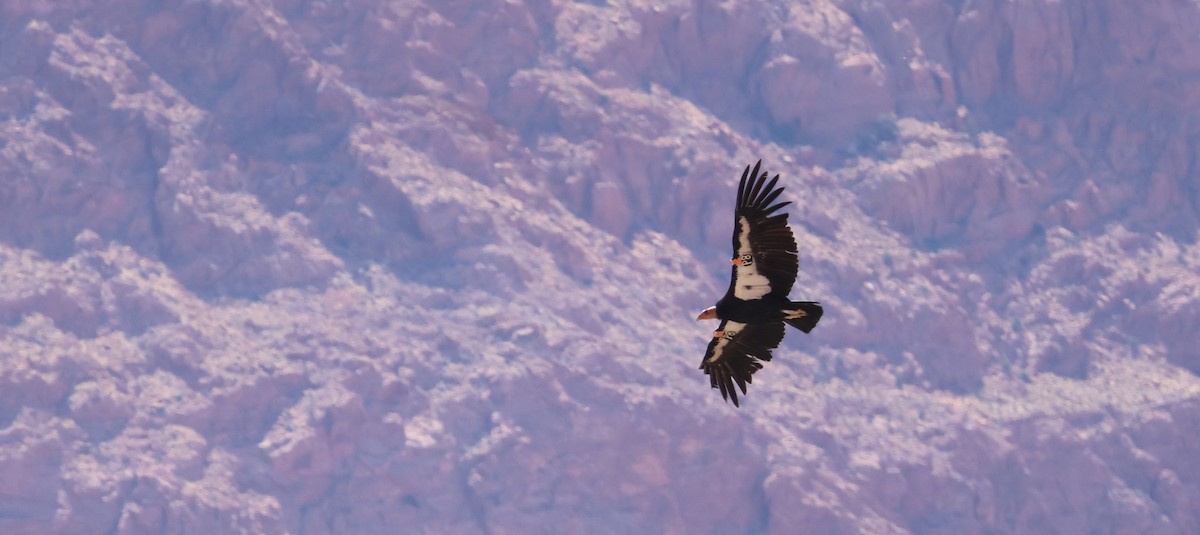 California Condor - ML634620128