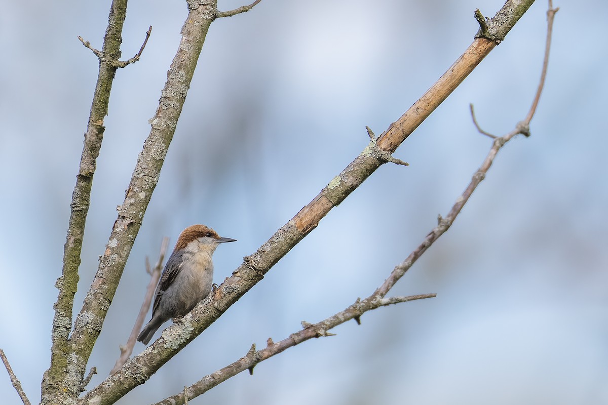 Brown-headed Nuthatch - ML634620201