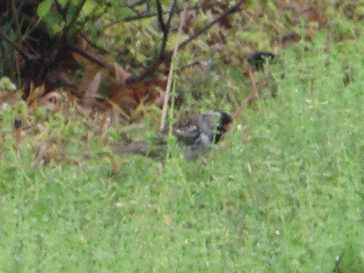 Harris's Sparrow - ML634620222