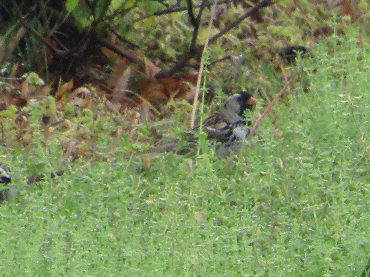 Harris's Sparrow - ML634620223