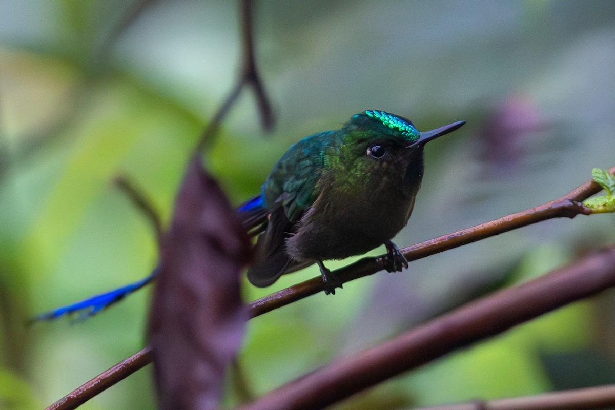 Violet-tailed Sylph - ML634620259