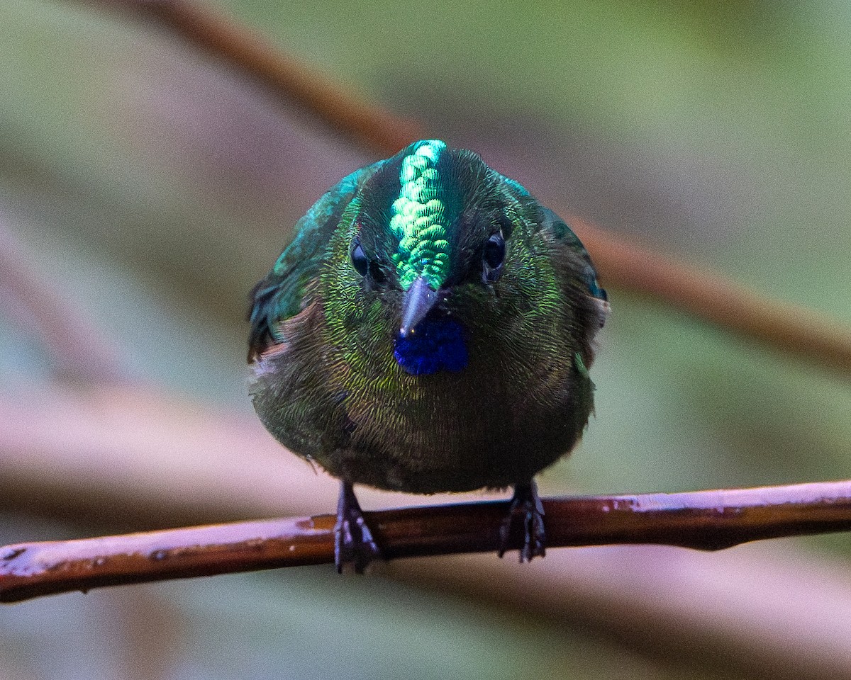 Violet-tailed Sylph - ML634620300