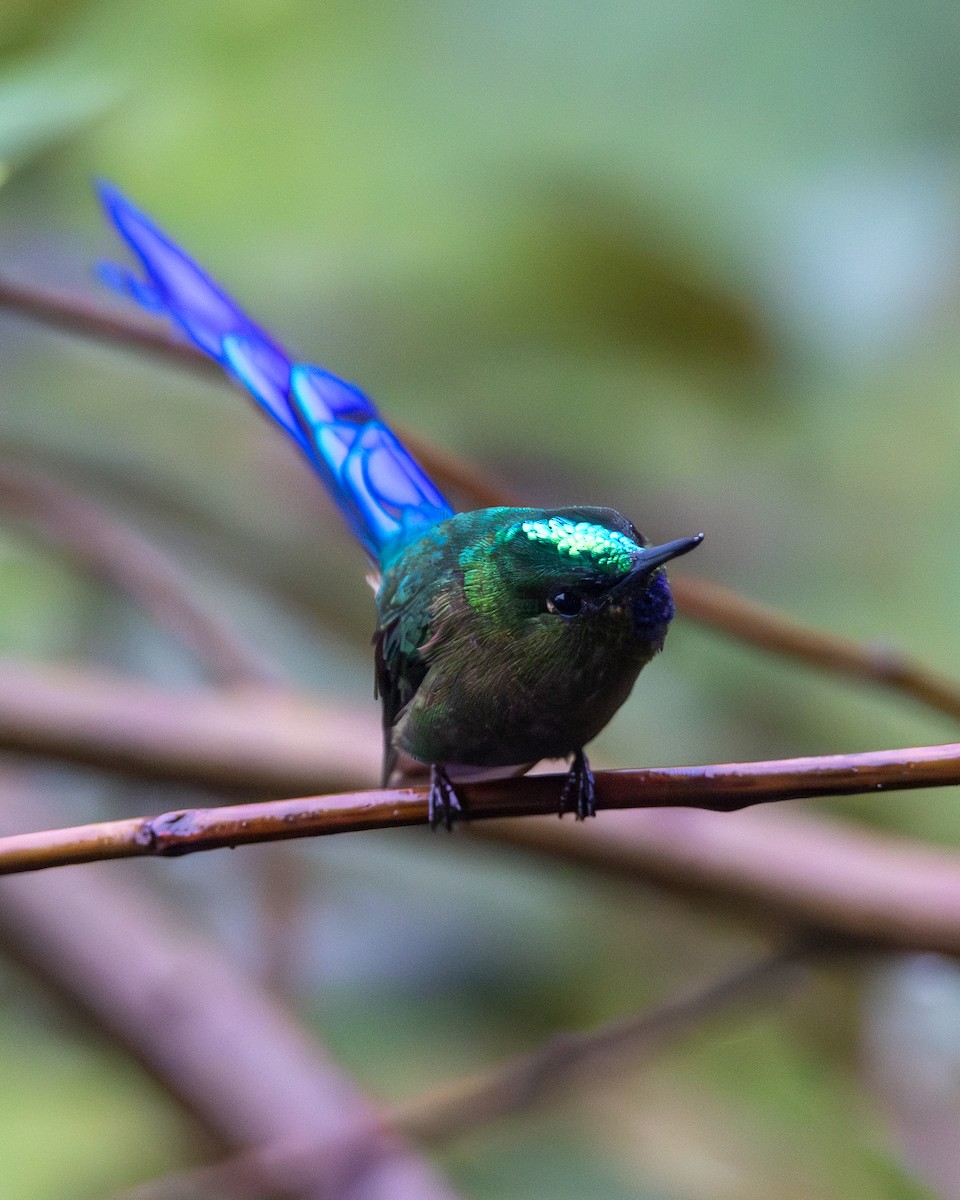 Violet-tailed Sylph - ML634620308