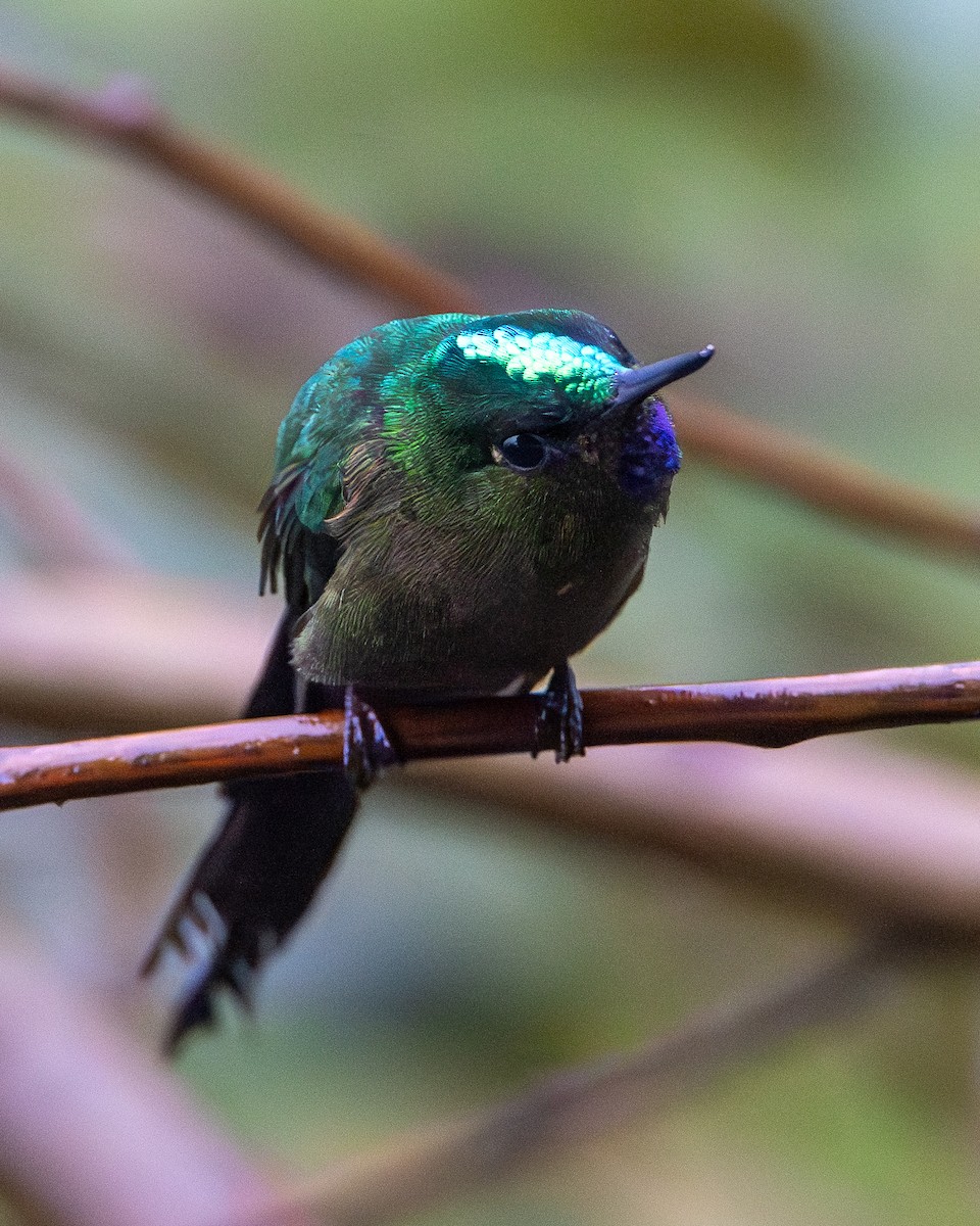 Violet-tailed Sylph - ML634620355