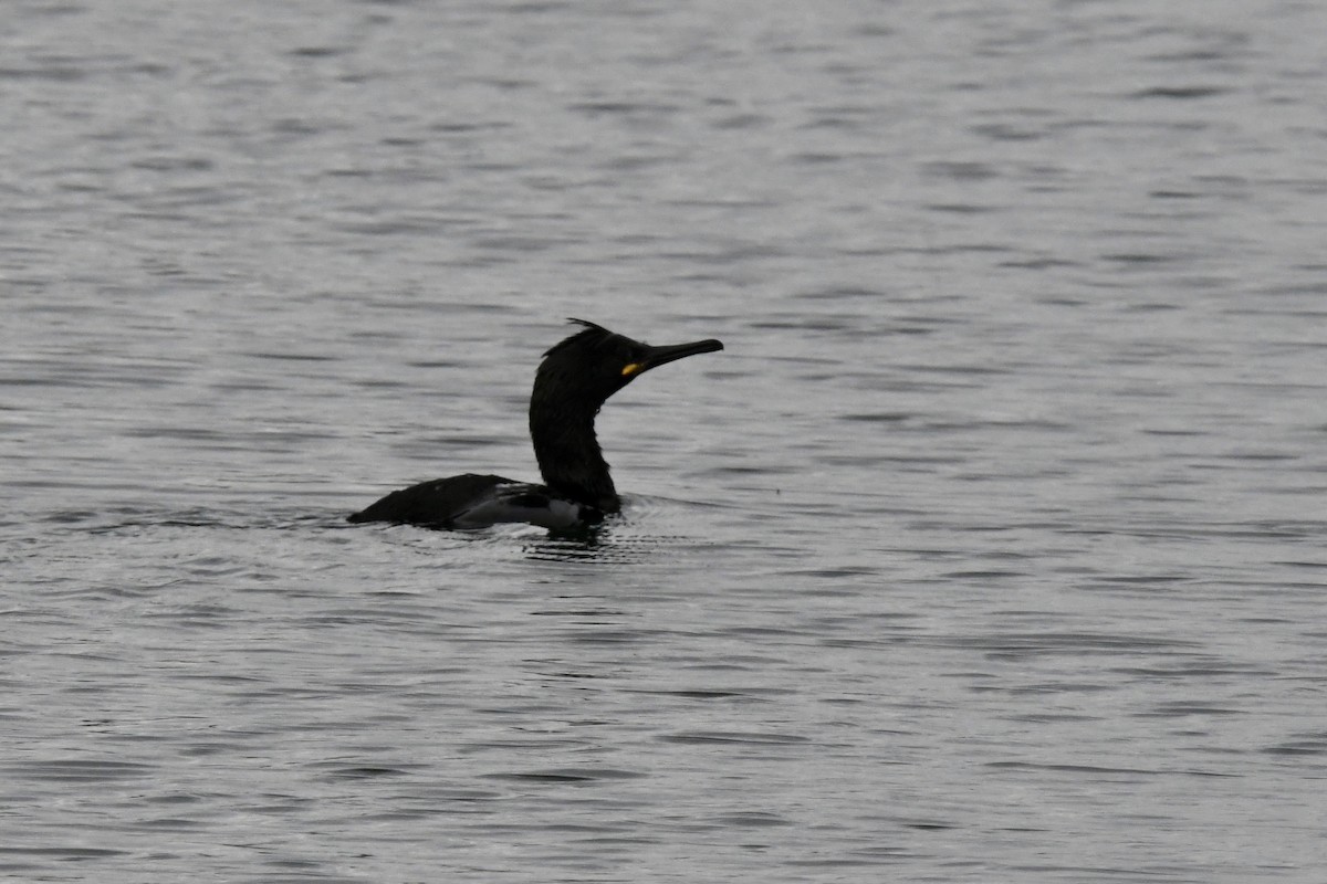 European Shag - ML634620368