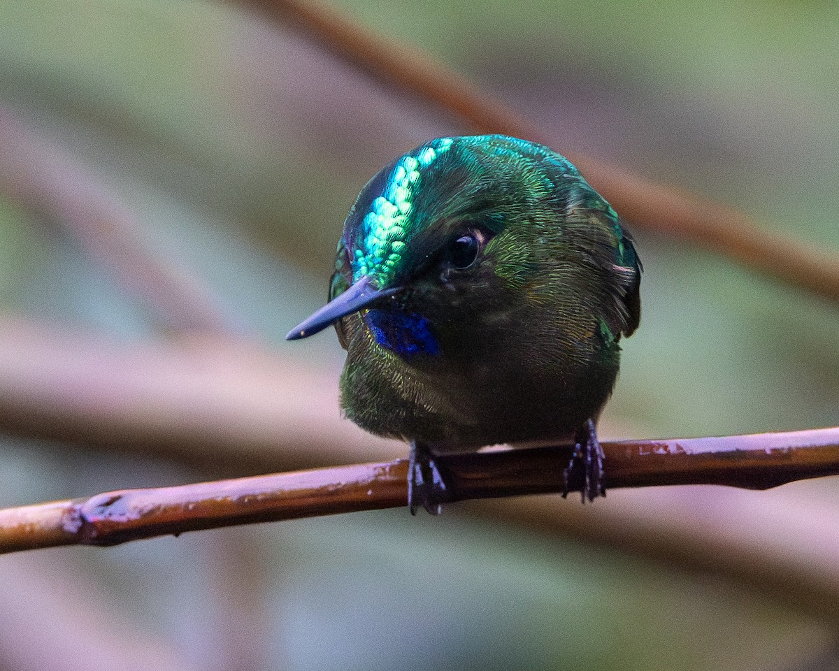 Violet-tailed Sylph - ML634620373