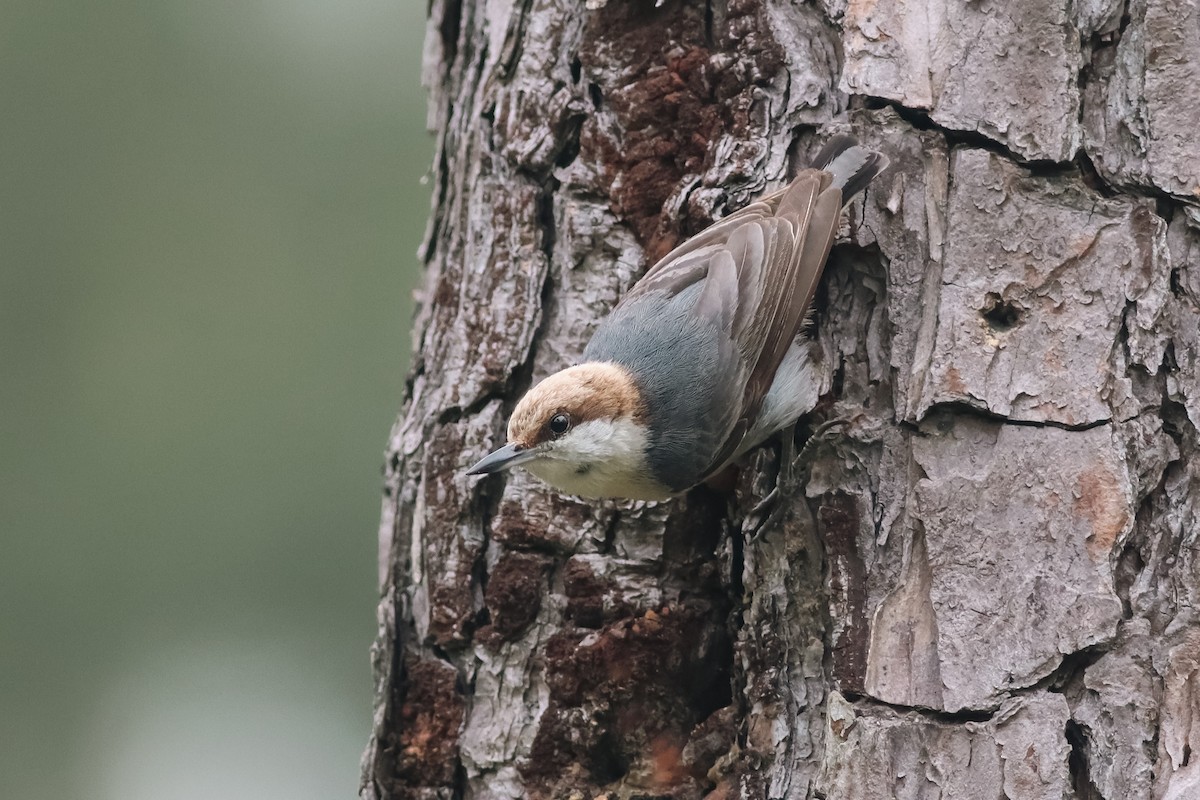 Brown-headed Nuthatch - ML634620410