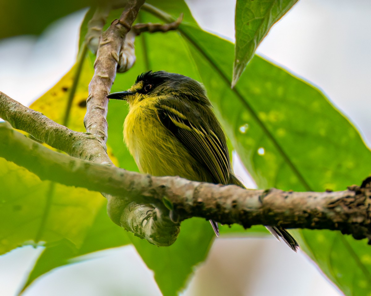 Gray-headed Tody-Flycatcher - ML634620464