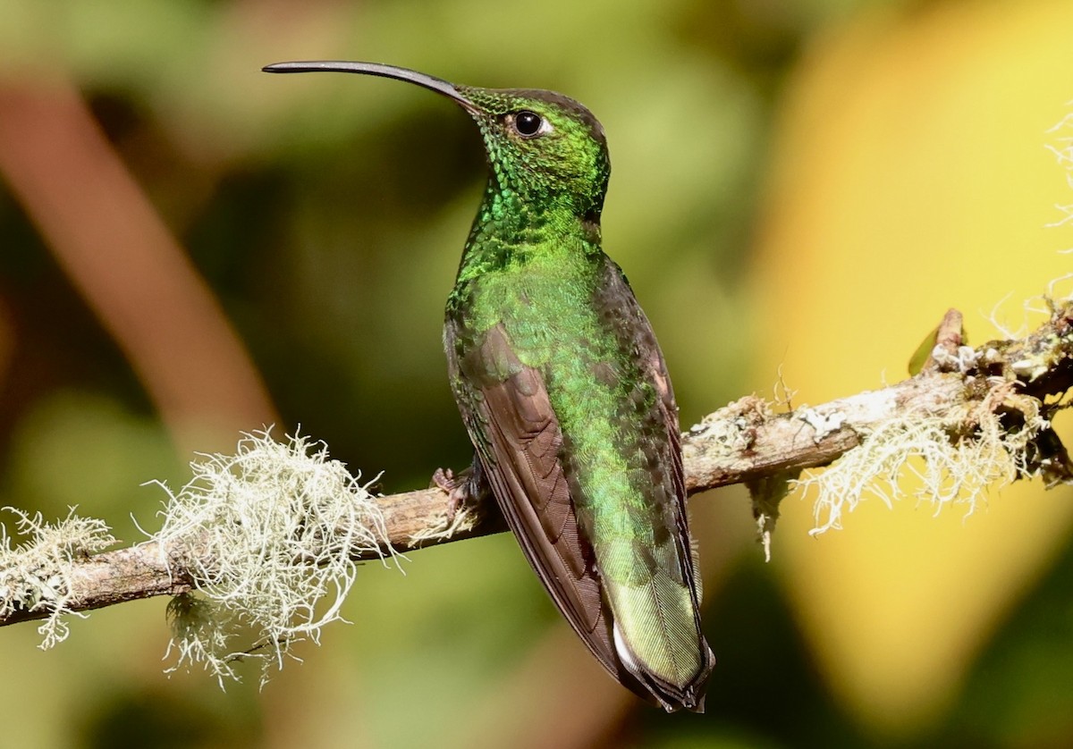 Colibri de Lafresnaye - ML634620468
