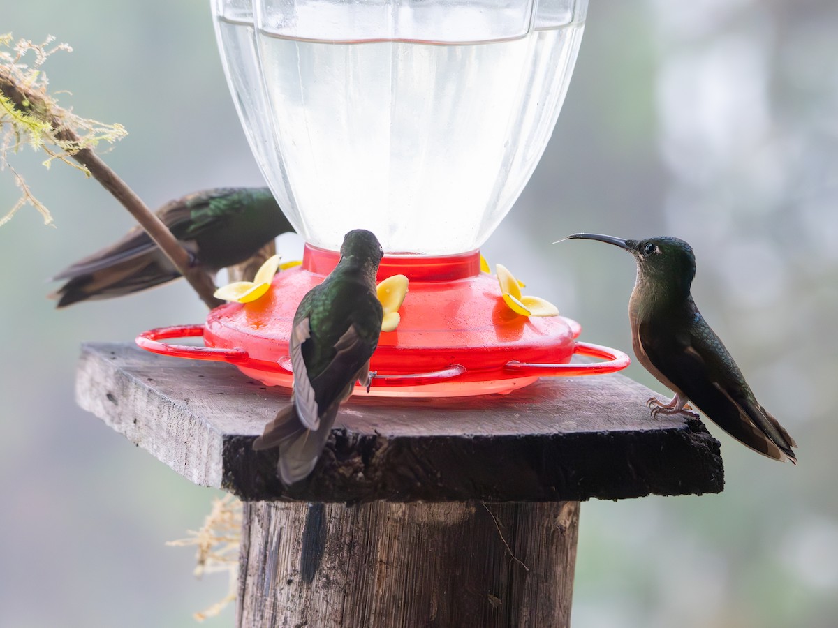 Fawn-breasted Brilliant - ML634620472