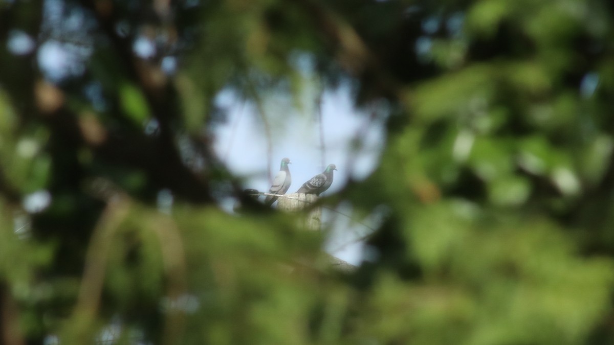 Хөхвөр тагтаа (суурин газрын) - ML634620496