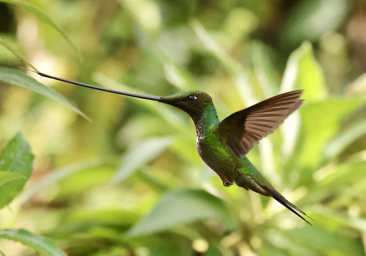 Colibri porte-épée - ML634620551
