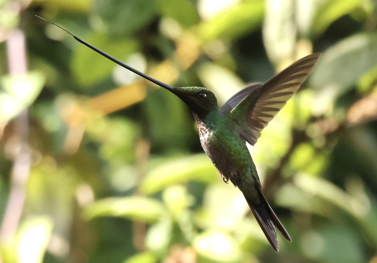 Colibri porte-épée - ML634620553