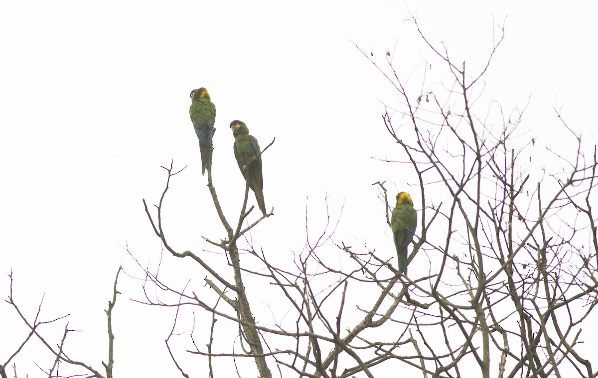 Yellow-collared Macaw - ML634620613
