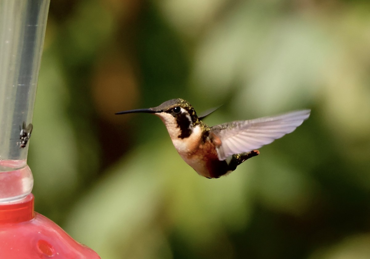 Colibri de Mulsant - ML634620614