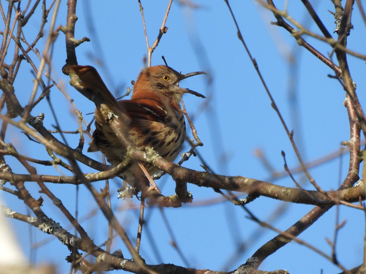 Brown Thrasher - ML634620829