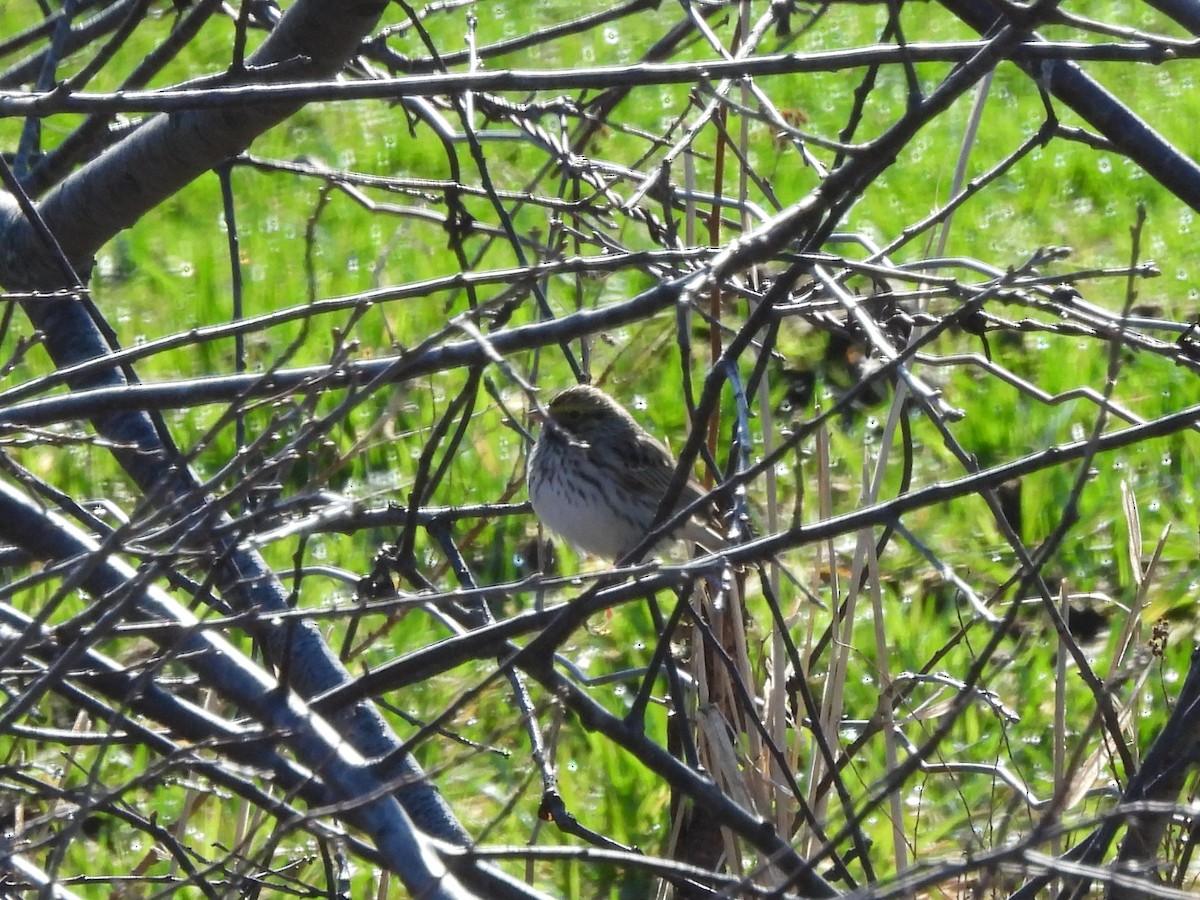 Savannah Sparrow - ML634620841