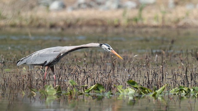 Great Blue Heron - ML634620842