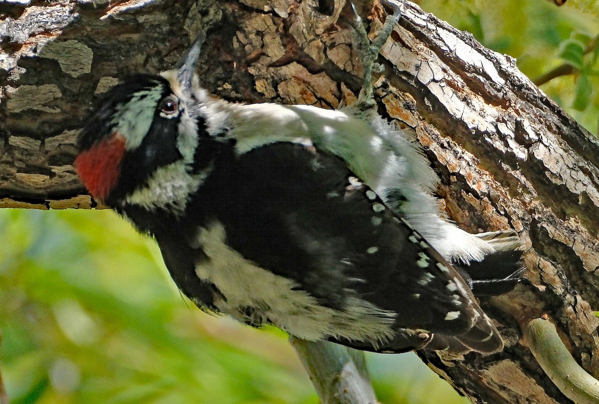 Downy Woodpecker - ML634620845