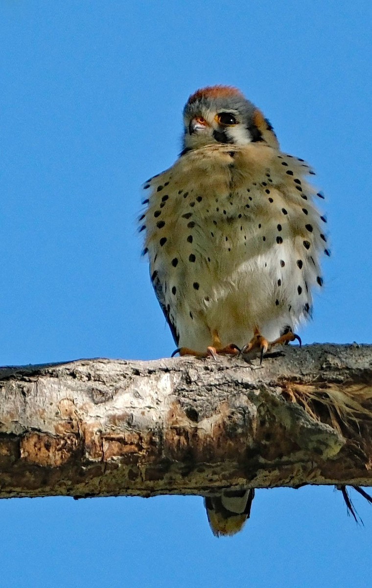 American Kestrel - ML634620850