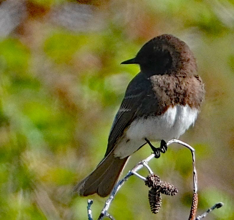 Black Phoebe - ML634620856