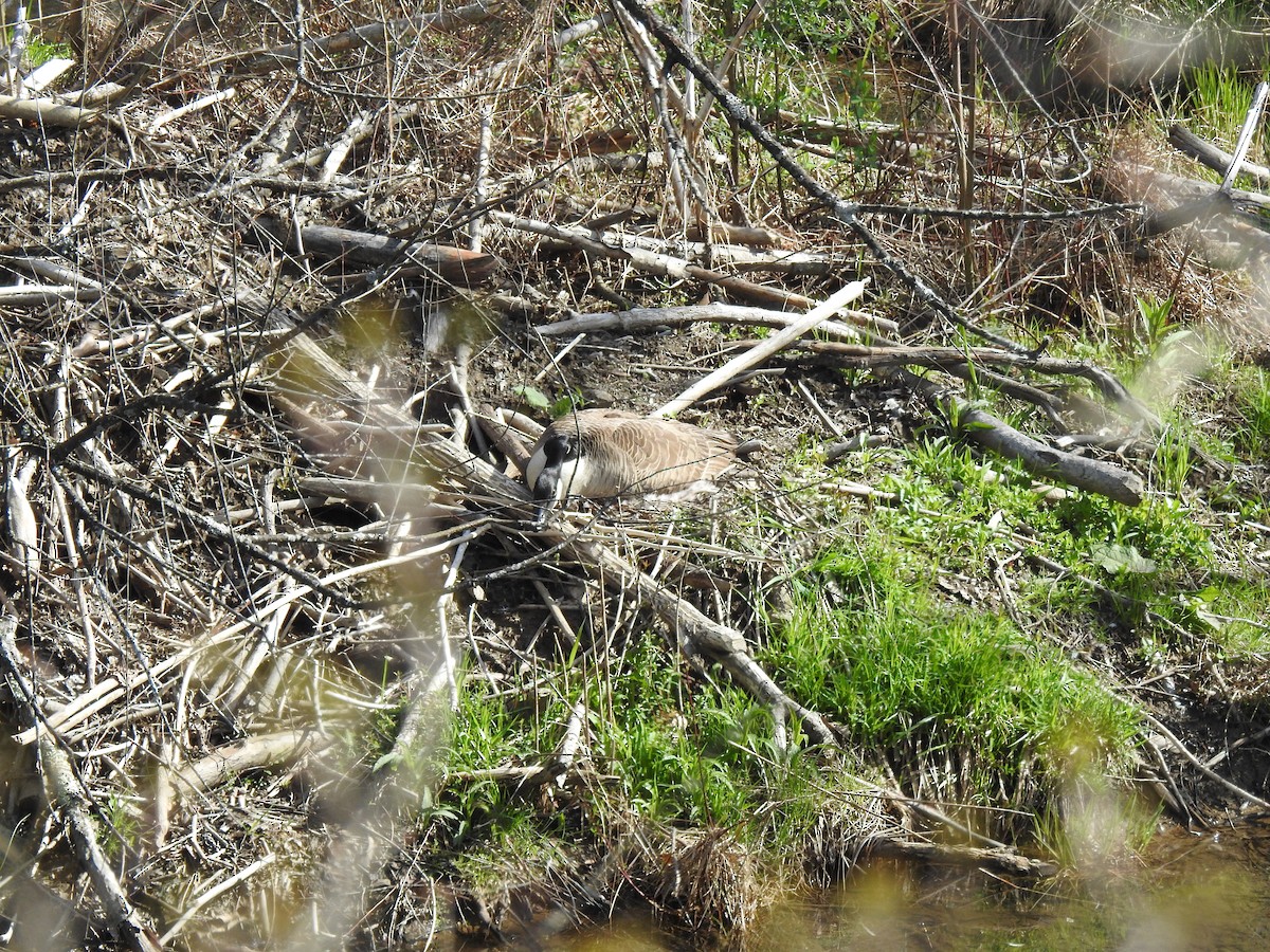 Canada Goose - ML634620878