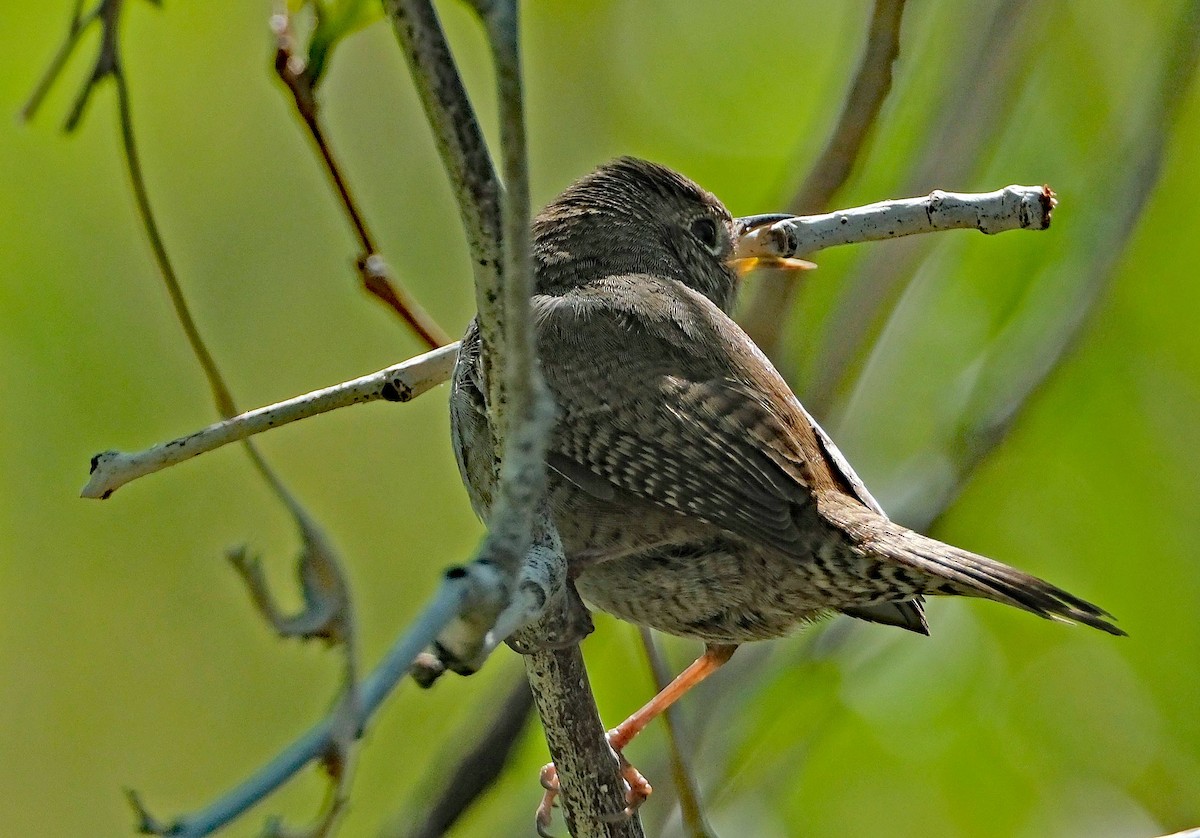 Northern House Wren - ML634620903