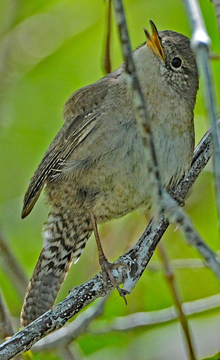 Northern House Wren - ML634620904