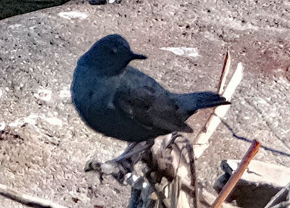 American Dipper - ML634620913