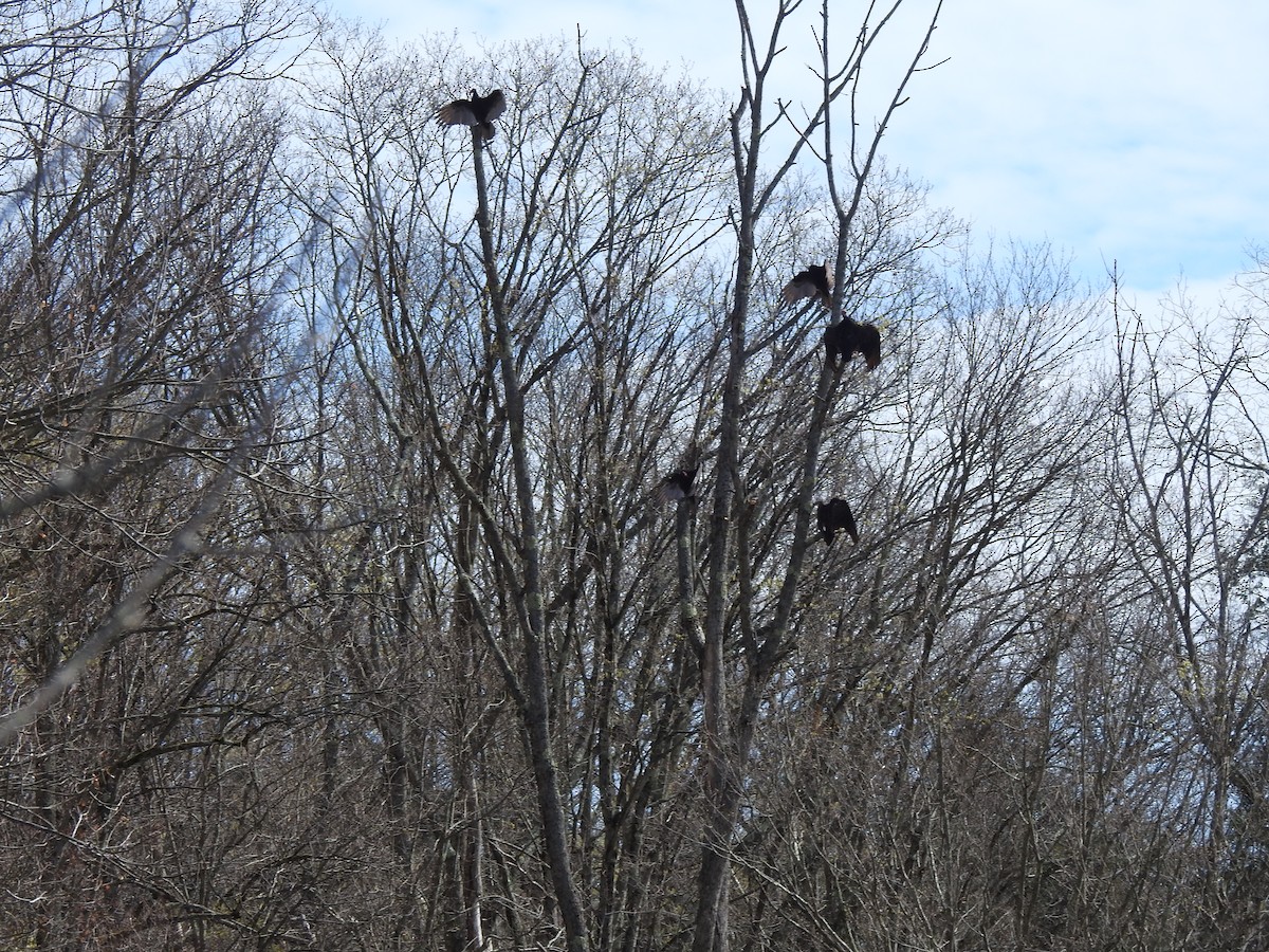 Turkey Vulture - ML634620921