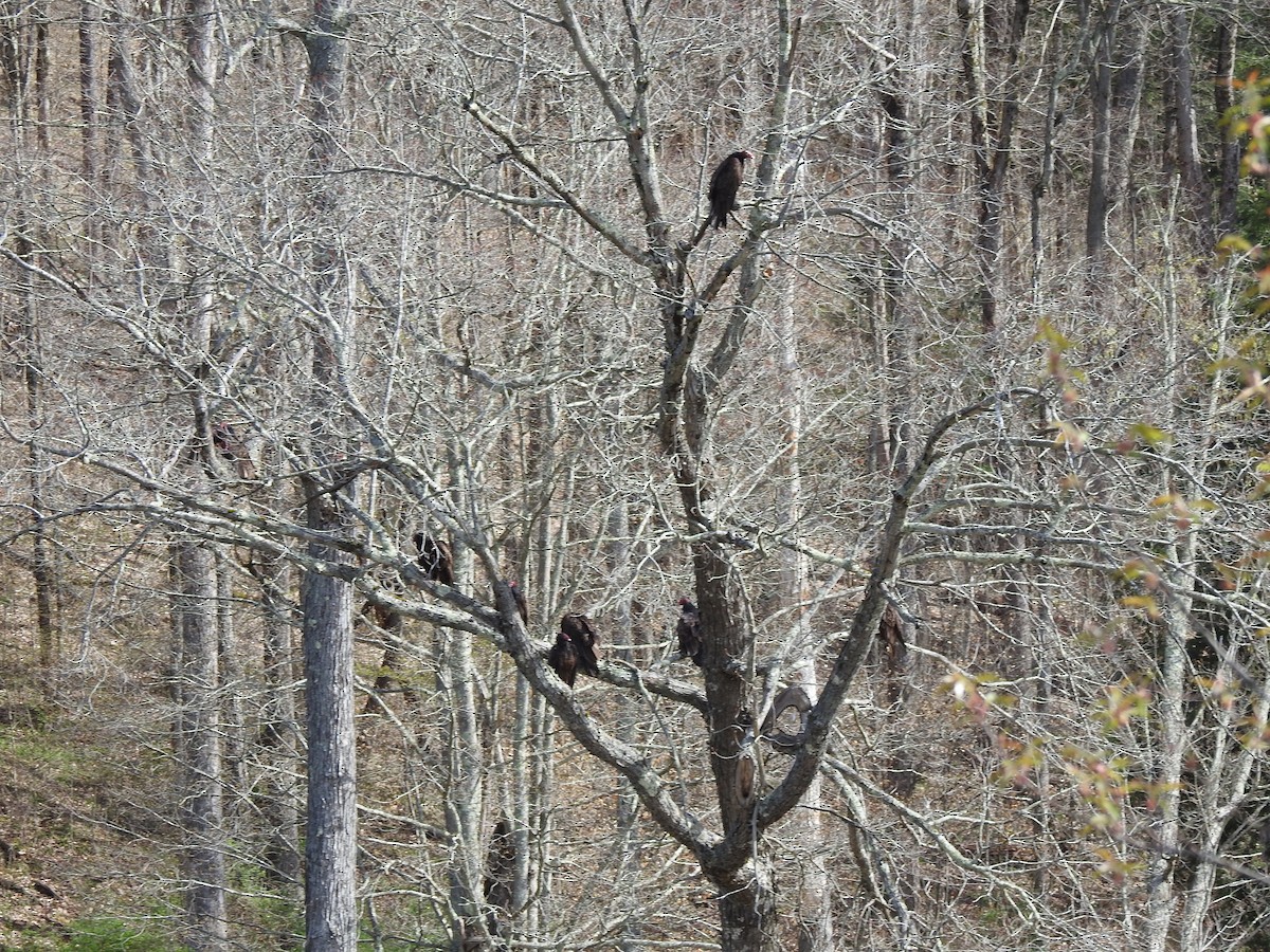 Turkey Vulture - ML634620922