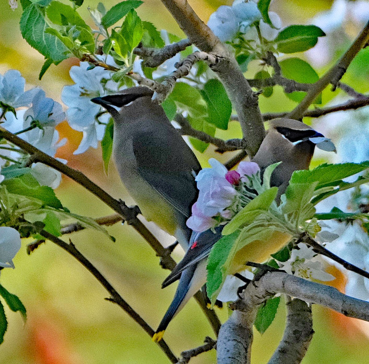Cedar Waxwing - ML634620931