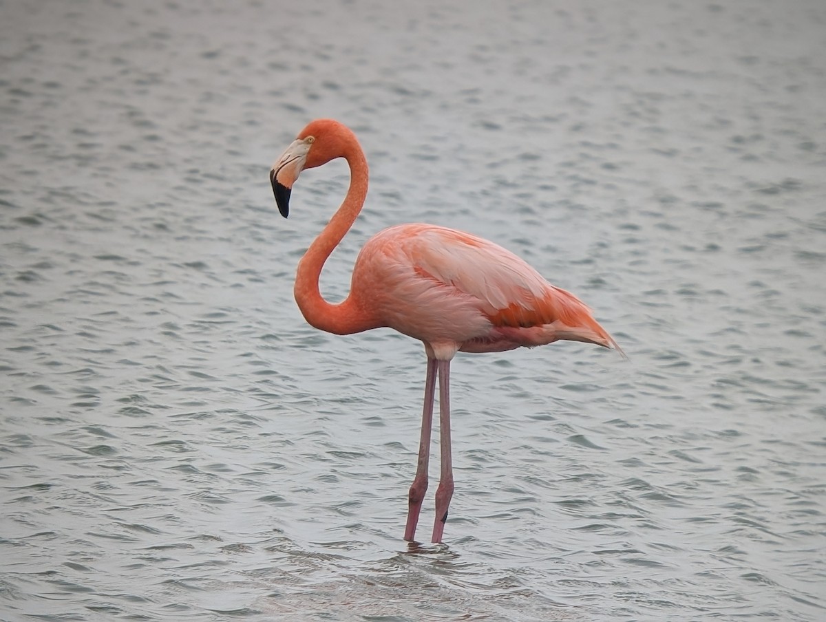 American Flamingo - ML634620942