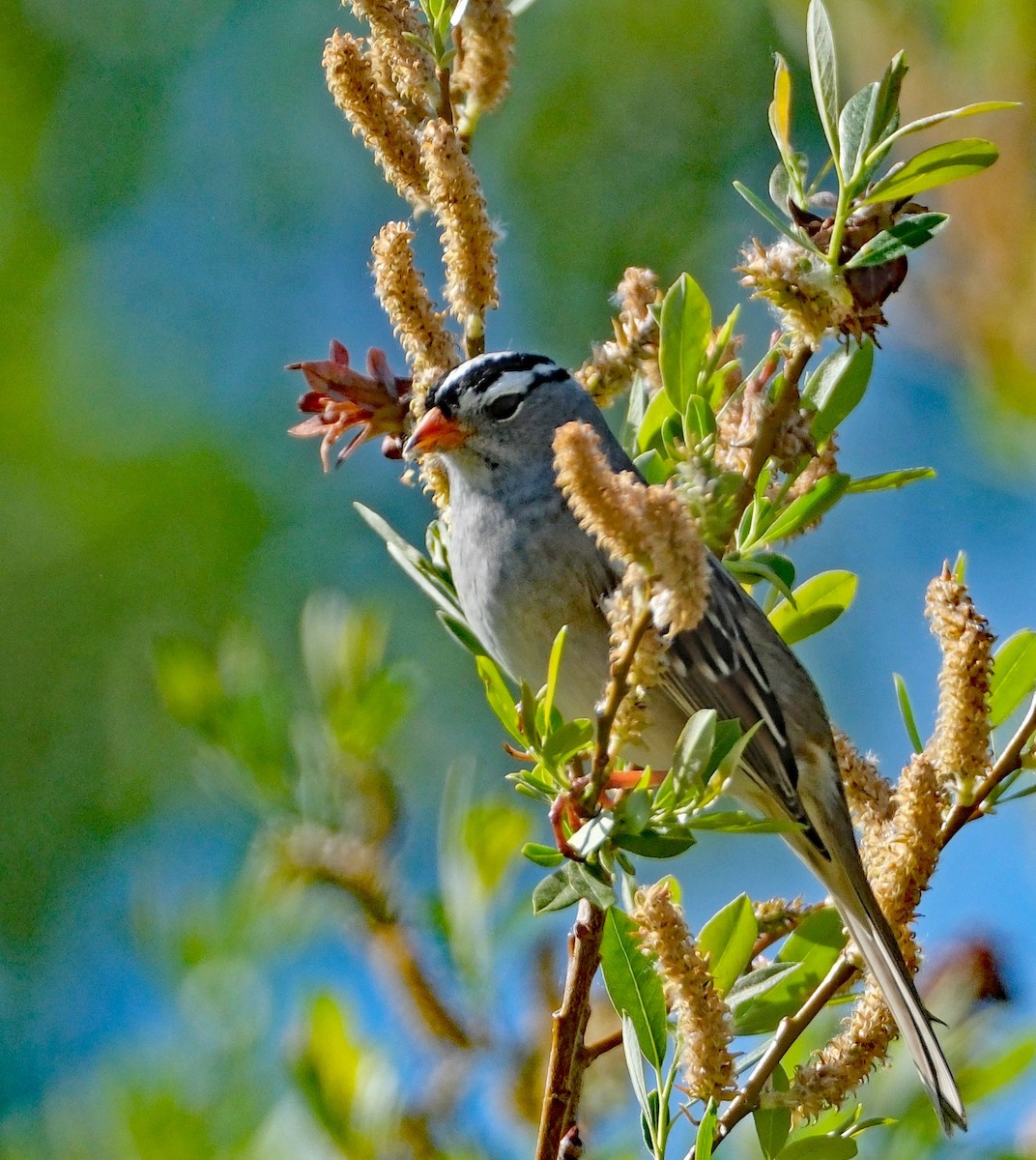 White-crowned Sparrow - ML634620945