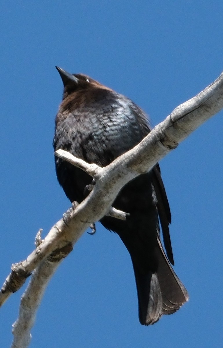Brown-headed Cowbird - ML634620952