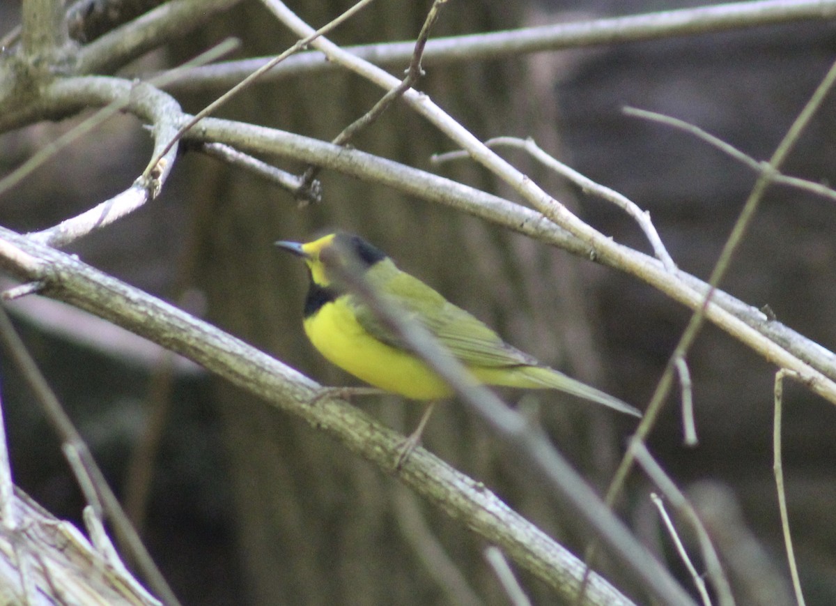 Hooded Warbler - ML634621028