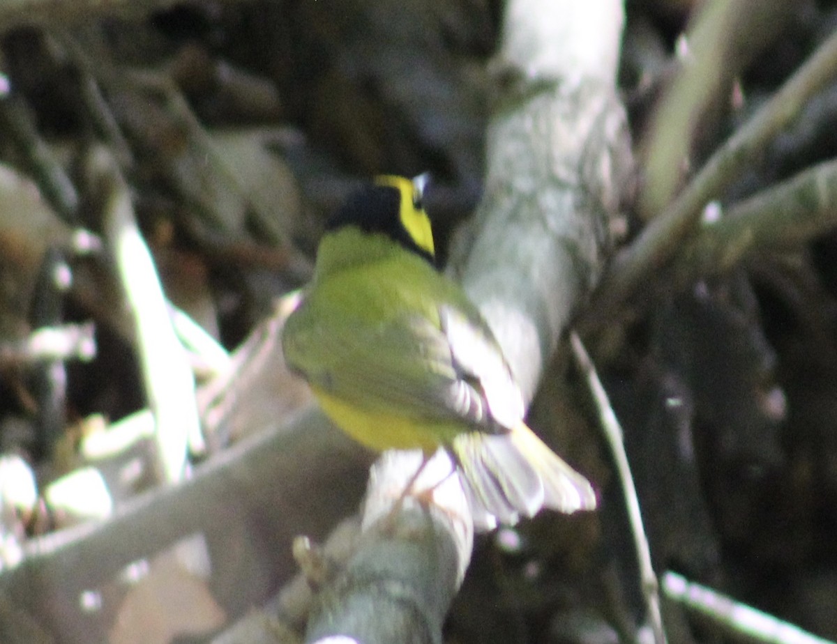 Hooded Warbler - ML634621029