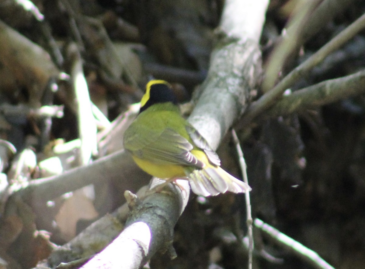 Hooded Warbler - ML634621030