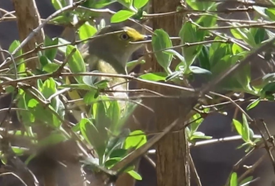 White-eyed Vireo - ML634621139