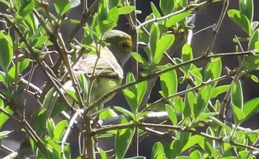 White-eyed Vireo - ML634621140