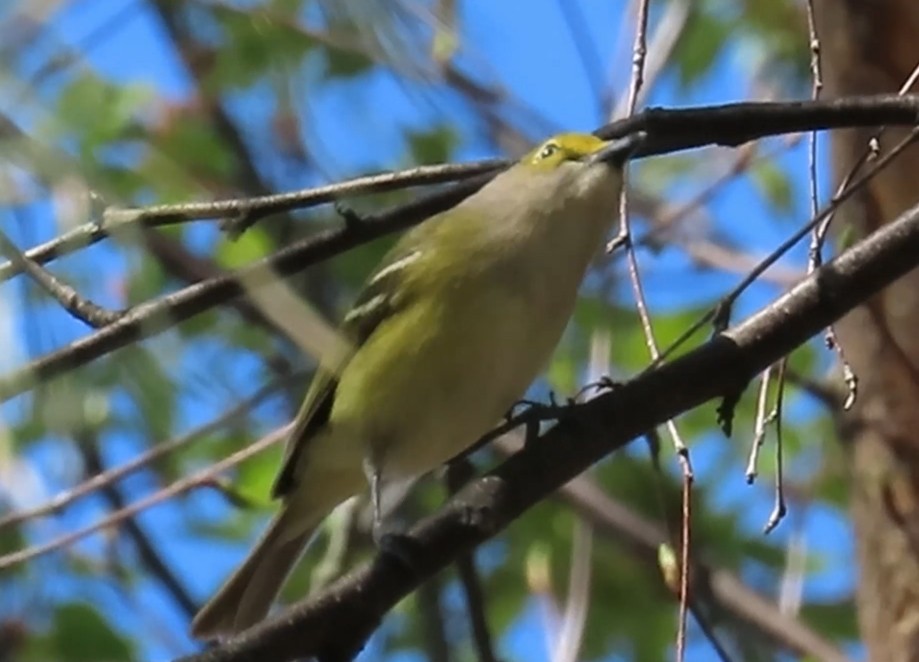 White-eyed Vireo - ML634621141