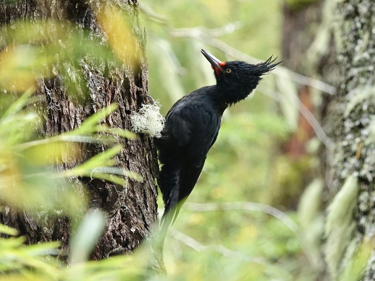 Magellanic Woodpecker - ML634621202