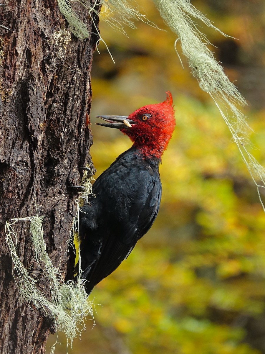 Magellanic Woodpecker - ML634621203