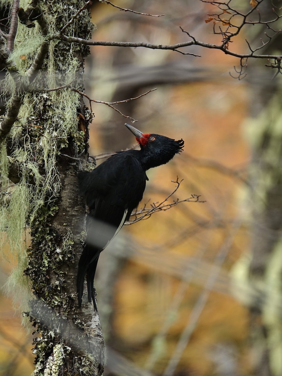Magellanic Woodpecker - ML634621205