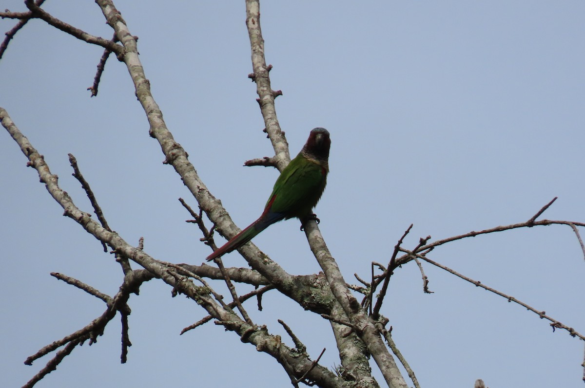 アカオウロコインコ - ML634621240