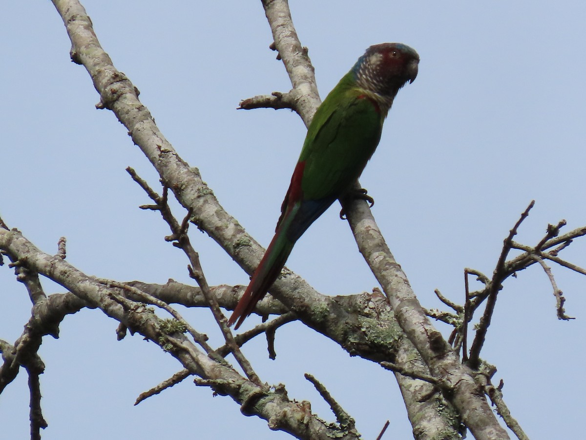 アカオウロコインコ - ML634621247