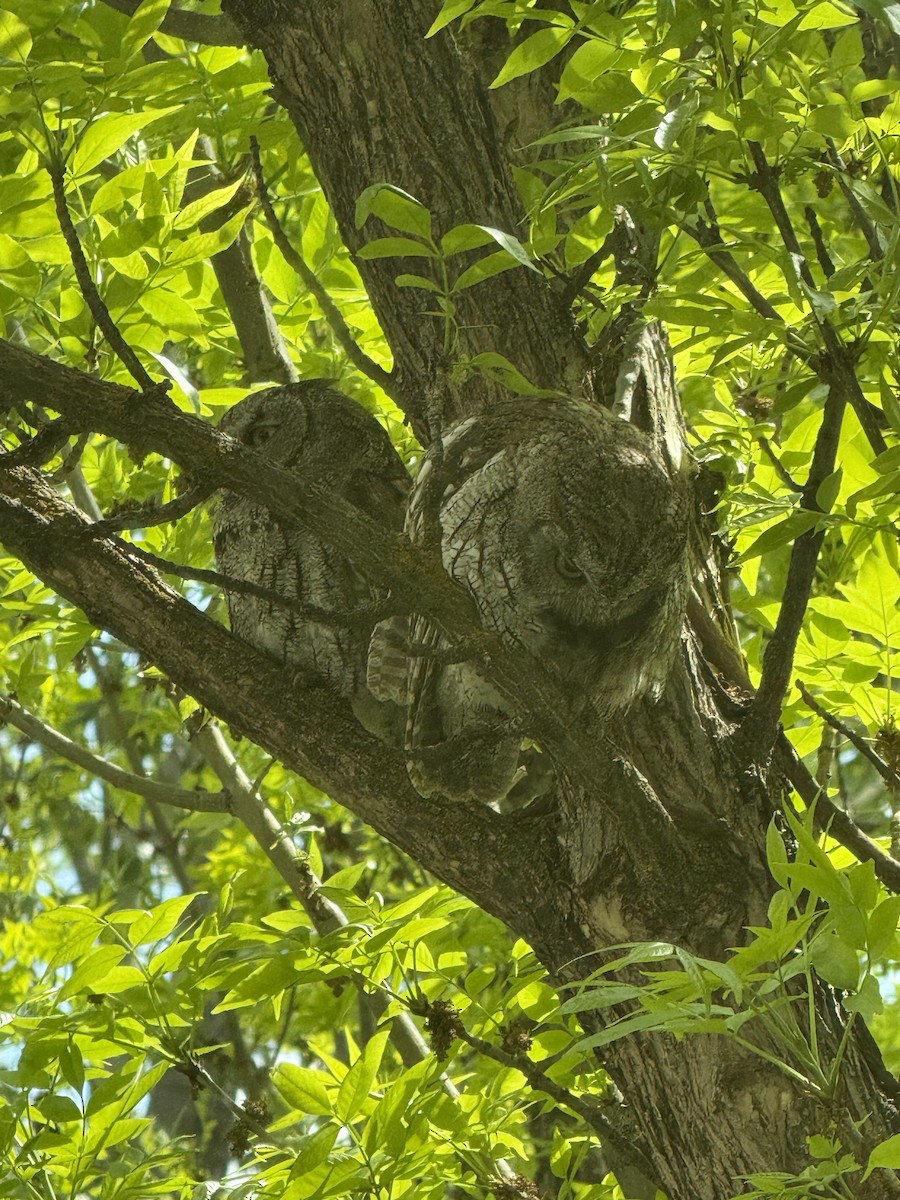 Western Screech-Owl - ML634621267